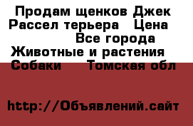 Продам щенков Джек Рассел терьера › Цена ­ 25 000 - Все города Животные и растения » Собаки   . Томская обл.